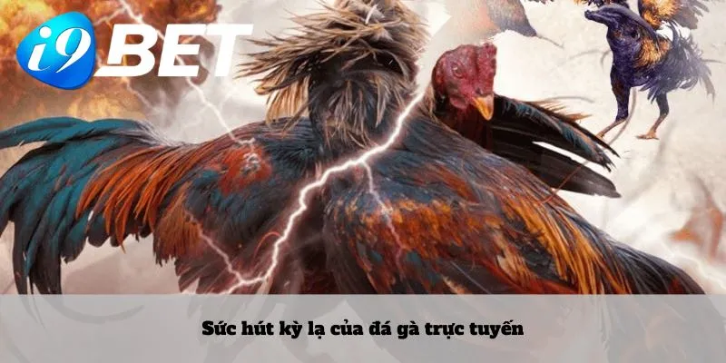 Sức hút kỳ lạ của đá gà trực tuyến